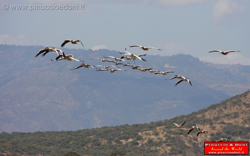 Ethiopia - Lago Chamo - Pellicani - 14.jpg